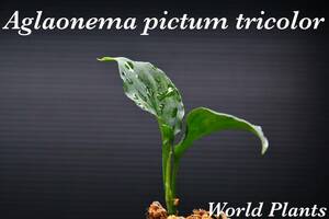 4　Aglaonema　pictum tricolor from South Sumatra アグラオネマ　ピクタム　トリカラー実生株