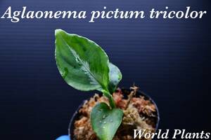 8　Aglaonema　pictum tricolor from South Sumatra アグラオネマ　ピクタム　トリカラー実生株