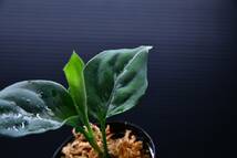 9　Aglaonema　pictum tricolor from South Sumatra アグラオネマ　ピクタム　トリカラー実生株_画像8