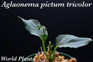 1　Aglaonema　pictum tricolor from South Sumatra アグラオネマ　ピクタム　トリカラー実生株