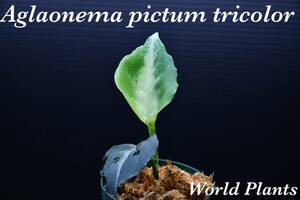 3　Aglaonema　pictum tricolor from South Sumatra アグラオネマ　ピクタム　トリカラー実生株