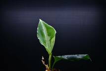 5　Aglaonema　pictum tricolor from South Sumatra アグラオネマ　ピクタム　トリカラー実生株_画像3