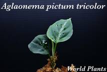 6　Aglaonema　pictum tricolor from South Sumatra アグラオネマ　ピクタム　トリカラー実生株_画像1