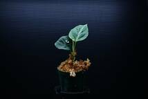 6　Aglaonema　pictum tricolor from South Sumatra アグラオネマ　ピクタム　トリカラー実生株_画像2