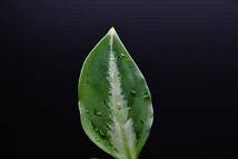 9　Aglaonema　pictum tricolor from South Sumatra アグラオネマ　ピクタム　トリカラー実生株_画像3