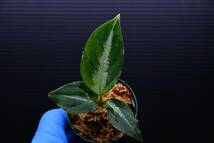 9　Aglaonema　pictum tricolor from South Sumatra アグラオネマ　ピクタム　トリカラー実生株_画像6