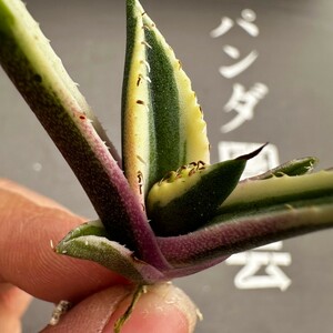 L21【パンダ園芸】 アガベ チタノタ スナグルトゥース 暴牙 メリクロン株 発根済み