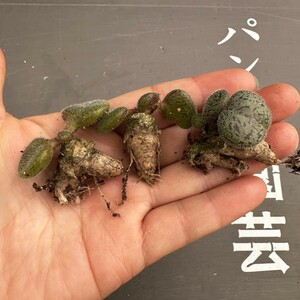 M1【パンダ園芸】特選 珍奇植物 Tylecodon nolteei チレコドン ノルティ 3株