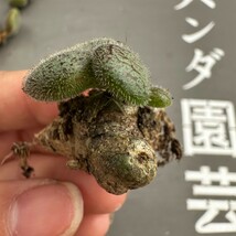 M1【パンダ園芸】特選 珍奇植物 Tylecodon nolteei チレコドン ノルティ 3株_画像4