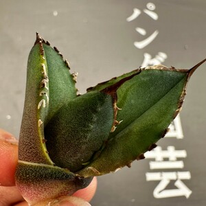 M61【パンダ園芸】特選 アガベ 多肉植物 チタノタ 海王 強棘 胴切り天芽子株 激レア