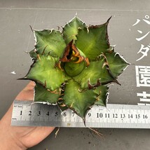 N9【パンダ園芸】 特選 アガベ 多肉植物 チタノタ レッドキャットウィーズル ゴリ猫 ' Red catweezle '強棘 極上株 発根済み _画像8