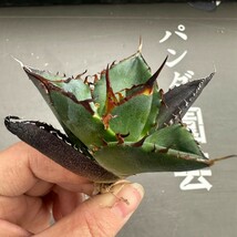 P20【パンダ園芸】アガベ　チタノタ HADES ハデス 恐竜牙歯 Agave titanota Hades　メリクロン株 発根済み _画像6