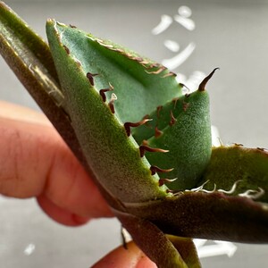 P41【パンダ園芸】アガベ チタノタ ジャガーノート 純血 / Agave titanota 'Juggernaut' pure blood メリクロン株 発根済み 