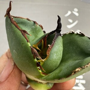 P60【パンダ園芸】アガベ チタノタ ジャガーノート 純血 / Agave titanota 'Juggernaut' pure blood 胴切り天芽子株