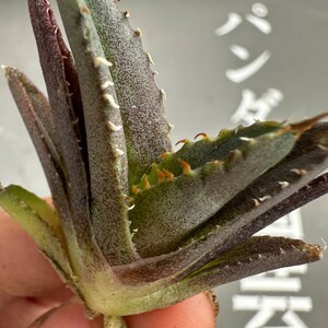 P67【パンダ園芸】 特選 アガベ 【豆豆竜】メリクロン株　チタノタ 多肉植物 優良血統　ブツブツ系