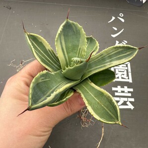 R58【パンダ園芸】多肉植物アガベ パリー トランカータ ライムストリーク アイス発根済みの画像6