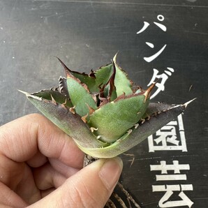 V1【パンダ園芸】アガベ チタノタ HADES ハデス 恐竜牙歯 Agave titanota Hades メリクロン株 発根済み の画像4