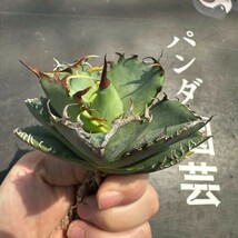 V12【パンダ園芸】アガベ チタノタ 多肉植物 蟹 カニ強棘 極上株発根済み_画像6