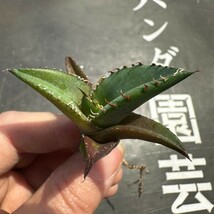 V13【パンダ園芸】発根済 稀少 アガベ チタノタ 翼竜 agave titanota pteranodon TC株 _画像5