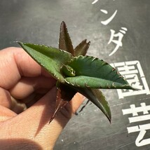 V13【パンダ園芸】発根済 稀少 アガベ チタノタ 翼竜 agave titanota pteranodon TC株 _画像2