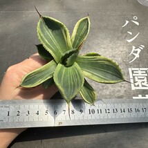 V20【パンダ園芸】多肉植物アガベ パリー トランカータ ライムストリーク　アイス発根済み_画像6