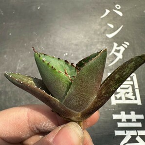 V25【パンダ園芸】アガベ チタノタ ジャガーノート 純血 / Agave titanota 'Juggernaut' pure blood メリクロン株 発根済み の画像4