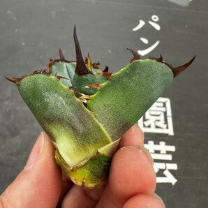 V40【パンダ園芸】アガベ チタノタ OWL 海豹 agave titanota 寛葉厳龍 LBP 胴切り天芽子株 極上子株の画像4