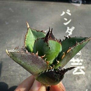 V58【パンダ園芸】アガベ チタノタ HADES ハデス 恐竜牙歯 Agave titanota Hades メリクロン株 発根済み の画像7