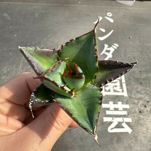 V58【パンダ園芸】アガベ チタノタ HADES ハデス 恐竜牙歯 Agave titanota Hades メリクロン株 発根済み の画像3