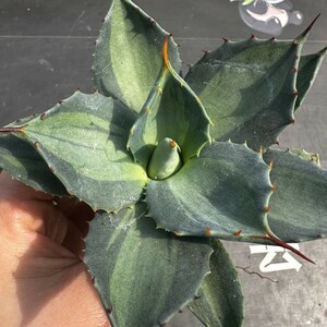 B12【パンダ園芸】 アガベ パリー　ホーチエンシス　極上斑　斑入り　吉祥天錦　Agave parryi f.variegata 特選優良強棘株　