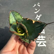 B16【パンダ園芸】アガベ 多肉植物 黒排棘 胴切り天芽大子株_画像2