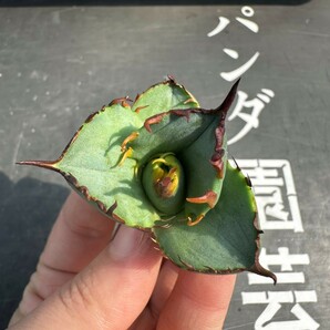 B24【パンダ園芸】アガベ チタノタ OWL 海豹 agave titanota 寛葉厳龍 LBP 胴切り天芽子株 極上子株の画像3