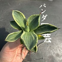 B29【パンダ園芸】多肉植物アガベ パリー トランカータ ライムストリーク　アイス発根済み_画像2