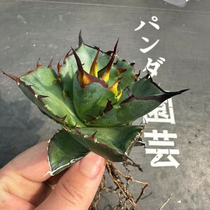 C2 【パンダ園芸】アガベ チタノタ HADES ハデス 恐竜牙歯 Agave titanota Hades 発根済み の画像6