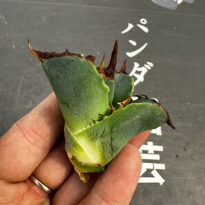 C47【パンダ園芸】アガベ チタノタ OWL 海豹 agave titanota 寛葉厳龍 LBP 胴切り天芽子株 極上子株の画像8