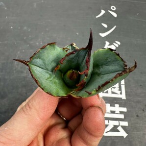 C48【パンダ園芸】アガベ チタノタ OWL 海豹 agave titanota 寛葉厳龍 LBP 胴切り天芽子株 極上子株の画像3