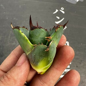 C48【パンダ園芸】アガベ チタノタ OWL 海豹 agave titanota 寛葉厳龍 LBP 胴切り天芽子株 極上子株の画像5