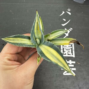 D11【パンダ園芸】アガベ　アメリカーナ華厳黄中斑 、那智の輝 発根済み