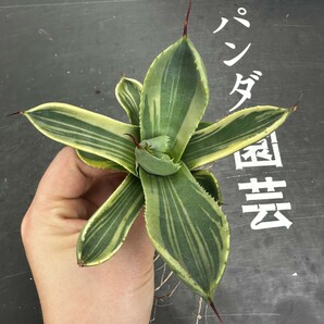 D28【パンダ園芸】多肉植物アガベ パリー トランカータ ライムストリーク アイス発根済み の画像2