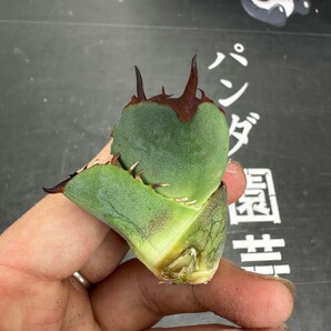 D30【パンダ園芸】アガベ チタノタ OWL 海豹 agave titanota 寛葉厳龍 LBP 胴切り天芽子株 極上子株の画像5