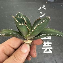 D61【パンダ園芸】特選 アガベ 多肉植物 チタノタ 狼人 強棘 激レア_画像6