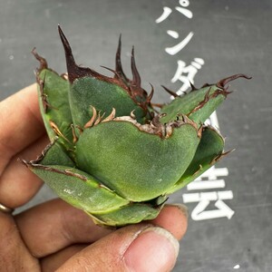 D70【パンダ園芸】特選 アガベ 多肉植物 チタノタ 黑鷹 ‘Blackhawk’ 強棘 極上株