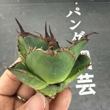 D70【パンダ園芸】特選 アガベ 多肉植物 チタノタ 黑鷹 ‘Blackhawk’ 強棘 極上株_画像3