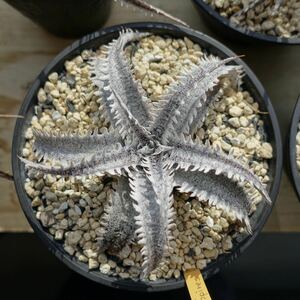 Qdyckia Dyckia ‘Irregular Spines’ 子株　ディッキア