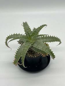 Hechtia lanataヘクチア ラナータ 実生株③