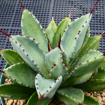 アガベ キュービック 錦 中斑 SZ17 珍品 希少種 びっくりモンスター Agave potatorum 'Cubic' f.variegata_画像1