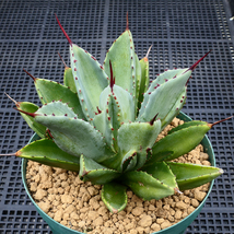 アガベ キュービック 錦 中斑 SZ17 珍品 希少種 びっくりモンスター Agave potatorum 'Cubic' f.variegata_画像3