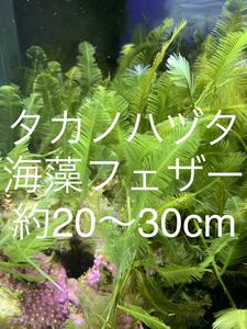 タカノハヅタ フェザー フェザープランツ マリンプランツ 水草 海藻 海草 海水魚 鷹の葉ヅタ リフジウム水槽 マリンアクア