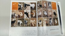 【BRUTUS No634 2008年 】犬のこと 日本犬 ドッグ 秋田犬 甲斐犬 柴犬 四国犬 プードル ダックス シール付き ブルータス_画像5