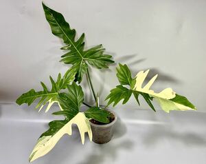 「01」　Philodendron Golden Dragon variegatedフィロデンドロン ゴールデンドラゴン斑入り